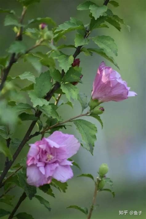 木槿 花|木槿花的起源以及文化鉴赏